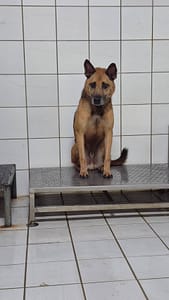 【待認養】混種犬 狗 (男生) - 新北市八里區公立動物之家