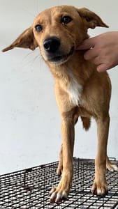 【待認養】混種犬 狗 (女生) - 花蓮縣狗貓躍動園區