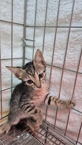 【待認養】混種貓 貓 (女生) - 新北市八里區公立動物之家