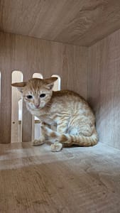 【待認養】混種貓 貓 (女生) - 新北市八里區公立動物之家