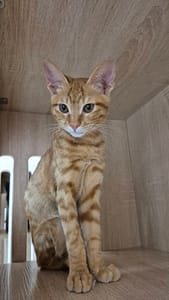 【待認養】混種貓 貓 (男生) - 新北市八里區公立動物之家