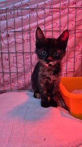 【待認養】混種貓 貓 (女生) - 新北市八里區公立動物之家