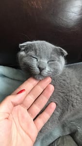 小毛球寵物坊(貓)