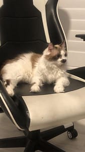 貓頭鷹寵物美容