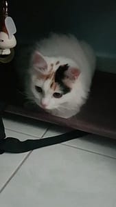 逗個貓寵物生活館