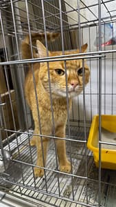 【待認養】混種貓 貓 (男生) - 新北市新店區公立動物之家