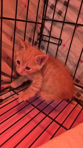 【待認養】混種貓 貓 (男生) - 新北市八里區公立動物之家