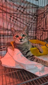 【待認養】混種貓 貓 (女生) - 新北市八里區公立動物之家