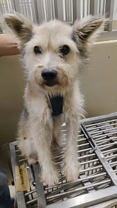 【待認養】混種犬 狗 (男生) - 嘉義市動物保護教育園區