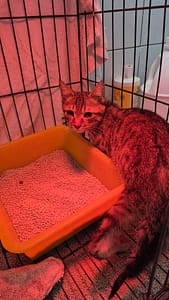 【待認養】混種貓 貓 (男生) - 新北市八里區公立動物之家