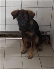 【待認養】混種犬 狗 (女生) - 連江縣流浪犬收容中心