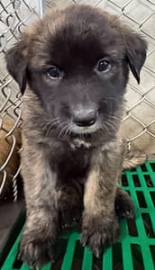 【待認養】混種犬 狗 (女生) - 臺東縣動物收容中心