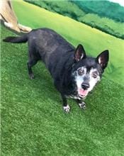 【待認養】台灣犬 狗 (女生) - 臺南市動物之家灣裡站