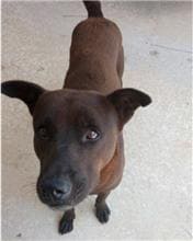 【待認養】混種犬 狗 (男生) - 金門縣動物收容中心