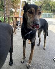 【待認養】混種犬 狗 (男生) - 屏東縣公立犬貓中途之家