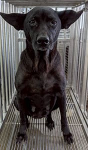 【待認養】混種犬 狗 (女生) - 花蓮縣狗貓躍動園區