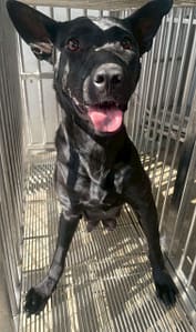 【待認養】混種犬 狗 (女生) - 花蓮縣狗貓躍動園區