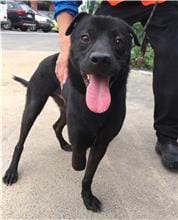 【待認養】混種犬 狗 (男生) - 新竹縣動物保護教育園區