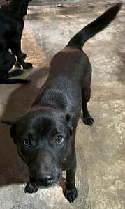 【待認養】混種犬 狗 (男生) - 花蓮縣狗貓躍動園區