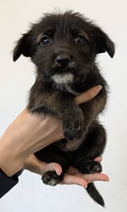 【待認養】混種犬 狗 (男生) - 花蓮縣狗貓躍動園區