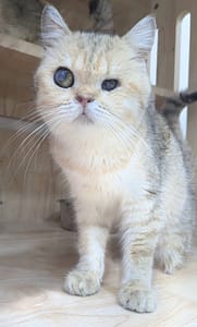 【待認養】混種貓 貓 (女生) - 新竹縣動物保護教育園區