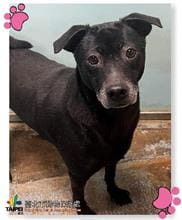 【待認養】混種犬 狗 (男生) - 臺北市動物之家