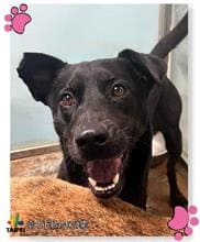 【待認養】混種犬 狗 (女生) - 臺北市動物之家