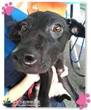 【待認養】混種犬 狗 (女生) - 臺北市動物之家