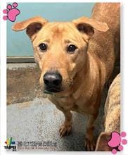 【待認養】混種犬 狗 (男生) - 臺北市動物之家