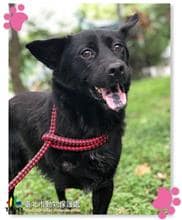 【待認養】混種犬 狗 (男生) - 臺北市動物之家