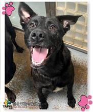 【待認養】混種犬 狗 (女生) - 臺北市動物之家