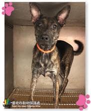 【待認養】混種犬 狗 (男生) - 臺北市動物之家