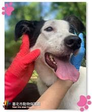 【待認養】混種犬 狗 (女生) - 臺北市動物之家