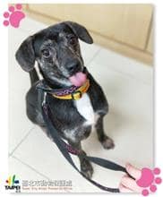 【待認養】混種犬 狗 (男生) - 臺北市動物之家