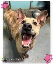 【待認養】混種犬 狗 (男生) - 臺北市動物之家