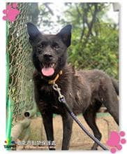 【待認養】混種犬 狗 (女生) - 臺北市動物之家