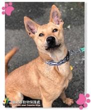 【待認養】其他 狗 (女生) - 臺北市動物之家