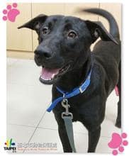 【待認養】混種犬 狗 (男生) - 臺北市動物之家