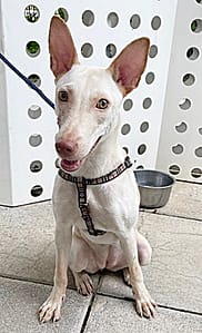 【待認養】混種犬 狗 (女生) - 臺中市動物之家南屯園區