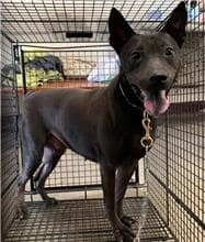 【待認養】混種犬 狗 (男生) - 桃園市動物保護教育園區