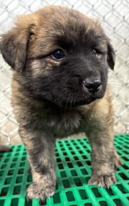 【待認養】混種犬 狗 (男生) - 臺東縣動物收容中心