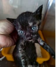 【待認養】混種貓 貓 (女生) - 新北市三芝區公立動物之家