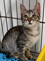 【待認養】混種貓 貓 (女生) - 新北市三芝區公立動物之家