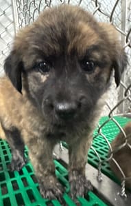 【待認養】混種犬 狗 (女生) - 臺東縣動物收容中心