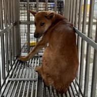 【待認養】混種犬 狗 (男生) - 澎湖縣流浪動物收容中心