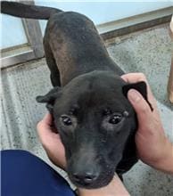 【待認養】混種犬 狗 (女生) - 桃園市動物保護教育園區