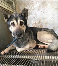 【待認養】混種犬 狗 (男生) - 新竹縣動物保護教育園區