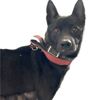 【待認養】混種犬 狗 (女生) - 澎湖縣流浪動物收容中心