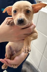【待認養】混種犬 狗 (男生) - 花蓮縣狗貓躍動園區