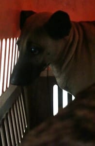 【待認養】混種犬 狗 (男生) - 宜蘭縣流浪動物中途之家